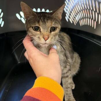 Endora -  Domestic Short Hair Cat for Adoption in Edwardsville, Illinois - Endora | PetCurious
