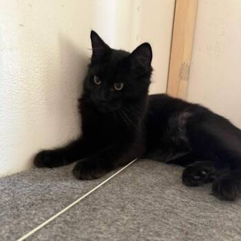 Orion -  Domestic Short Hair Cat for Adoption in Prescott, Arizona - Orion | PetCurious