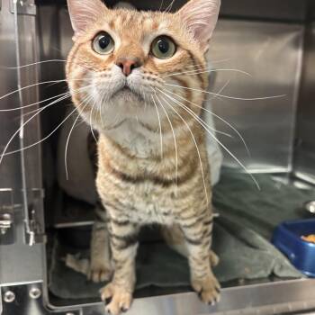 Walnut CS-099/26 -  Bengal Cat for Adoption in Burlington, Ontario - Walnut CS-099/26 | PetCurious