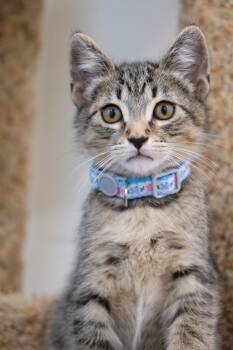 Rescue Domestic Short Hair Cats for Adoption in Newport Beach, California - Obi | PetCurious