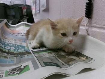 Domestic Short Hair Cats Available for Adoption in Jacksonville, Florida - SPIT | PetCurious