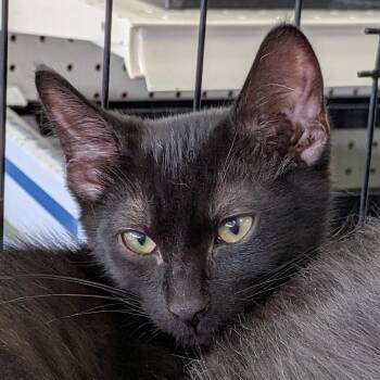 Kimchi -  Domestic Short Hair Cat for Adoption in Eugene, Oregon - Kimchi | PetCurious