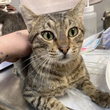Hamilton -  Domestic Short Hair Cat for Adoption in Blue Ridge, Georgia - Hamilton | PetCurious