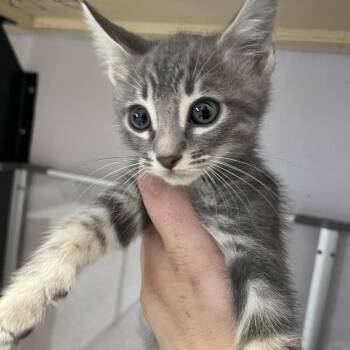 Domestic Short Hair Cats Available for Adoption - Chunk | PetCurious