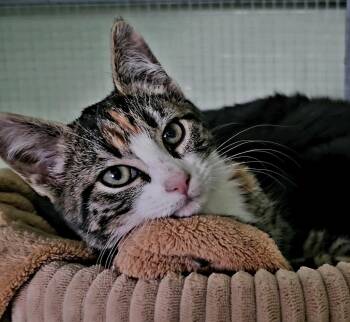 Rescue Domestic Short Hair Cats for Adoption in Pinedale, Wyoming - Cedar | PetCurious