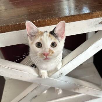 Phoebe -  Domestic Short Hair Cat for Adoption in Unionville, Missouri - Phoebe | PetCurious