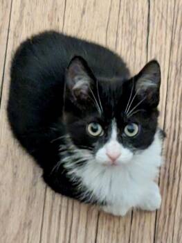Cheddar Bonded Pair -  Domestic Short Hair Cat for Adoption in Chicago, Illinois - Cheddar Bonded Pair | PetCurious