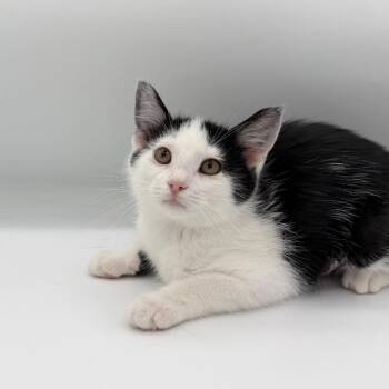 Domino Derval -  Domestic Short Hair Cat for Adoption in State College, Pennsylvania - Domino Derval | PetCurious