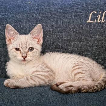 Lil...Lil Miss Sunshine -  Domestic Short Hair Cat for Adoption in Murfreesboro, Tennessee - Lil...Lil Miss Sunshine | PetCurious