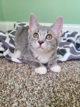 Rescue Domestic Short Hair Cats for Adoption in Portland, Indiana - Keelie | PetCurious