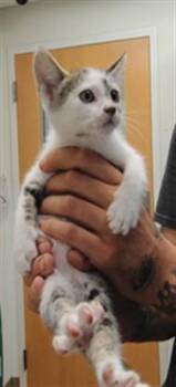 STEVE FROM HR -  Domestic Short Hair Cat for Adoption in Albuquerque, New Mexico - STEVE FROM HR | PetCurious