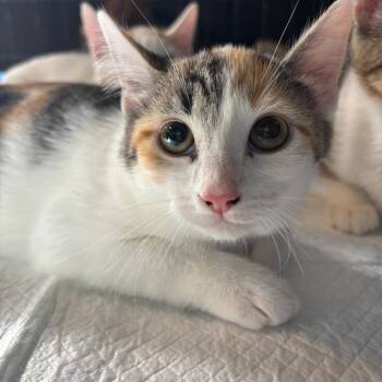 Rescue Domestic Short Hair Cats for Adoption in Laurel, Mississippi - Almond Milk | PetCurious