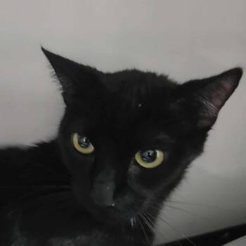Rescue Domestic Short Hair Cats for Adoption in Hemet, California - Lily | PetCurious