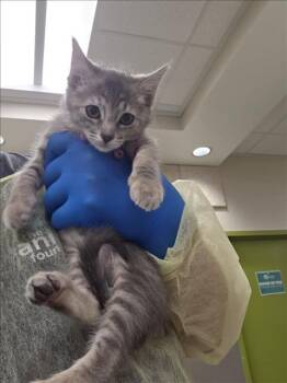 BUTTER -  Domestic Short Hair Cat for Adoption in Las Vegas, Nevada - BUTTER | PetCurious