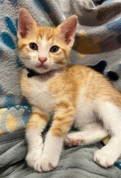 LOUIE -  Domestic Short Hair Cat for Adoption in Fort Lauderdale, Florida - LOUIE | PetCurious