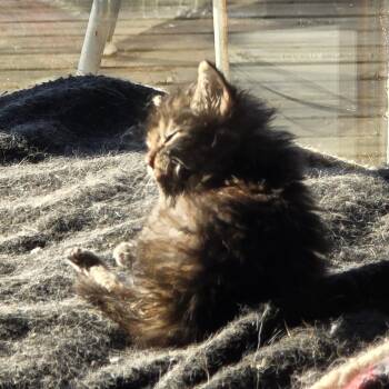 GIMLI -  Domestic Medium Hair Cat for Adoption - GIMLI | PetCurious
