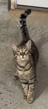 Rescue Tabby Cats for Adoption in Concord, North Carolina - Garfield | PetCurious