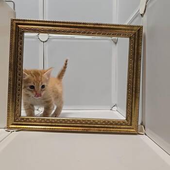 Domestic Medium Hair Cats Available for Adoption in Quinton, Alabama - American Cheese  | PetCurious