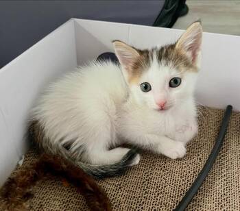 Andrea (Drea) & Meadow BONDED -  Domestic Short Hair Cat Available for Adoption in Boca Raton, Florida - Andrea (Drea) & Meadow BONDED | PetCurious