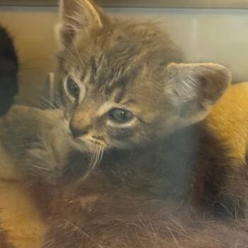 Raccoon -  Domestic Medium Hair Cat for Adoption in Norman, Oklahoma - Raccoon | PetCurious