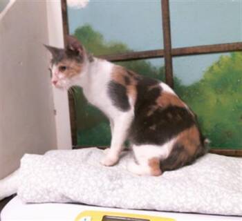 A2091593 -  Domestic Short Hair Cat for Adoption in Houston, Texas - A2091593 | PetCurious
