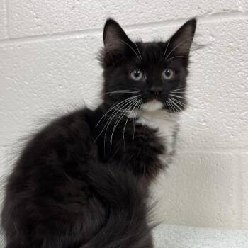 Wild Punch -  Domestic Medium Hair Cat for Adoption in Fredericksburg, Virginia - Wild Punch | PetCurious