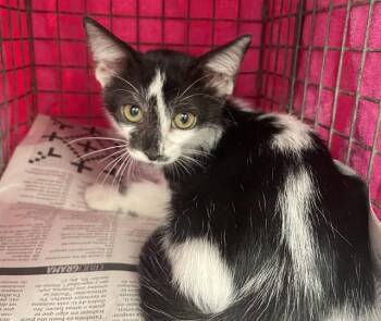 BRIT -  Domestic Short Hair Cat for Adoption in Fort Lauderdale, Florida - BRIT | PetCurious