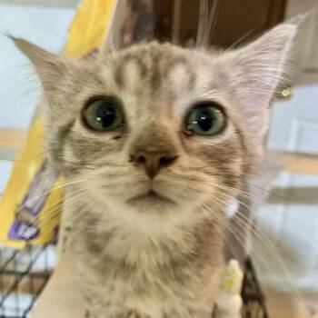 Thumbelina -  Domestic Short Hair and American Curl Cat for Adoption in Detroit, Michigan - Thumbelina | PetCurious