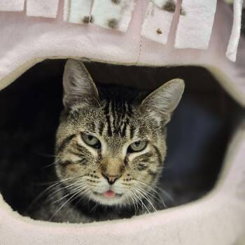 Seth -  Domestic Short Hair Cat for Adoption in Lakewood, Colorado - Seth | PetCurious