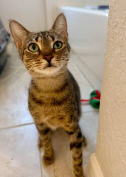 Squeaks -  Domestic Short Hair Cat for Adoption in St. Cloud, Florida - Squeaks | PetCurious