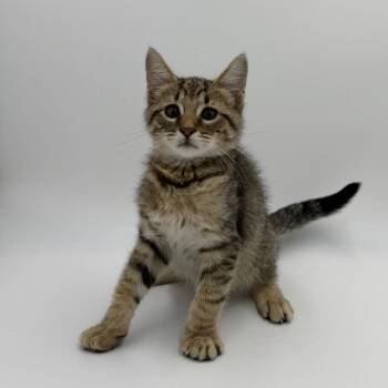 Kingsley -  Domestic Short Hair Cat for Adoption in State College, Pennsylvania - Kingsley | PetCurious