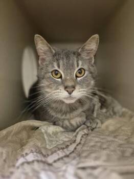 Domestic Short Hair Cats Available for Adoption in Columbus, Indiana - Earl Grey | PetCurious
