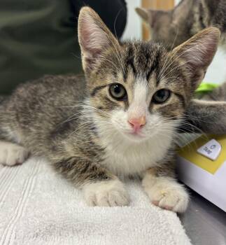 Domestic Short Hair Cats Available for Adoption - Lupito | PetCurious