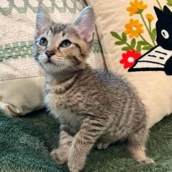 Dr. Cox -  Domestic Short Hair Cat for Adoption in Warr Acres, Oklahoma - Dr. Cox | PetCurious
