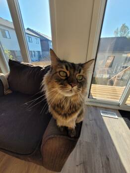 Rescue Domestic Short Hair Cats for Adoption in Arthur, Ontario - Roxanne | PetCurious