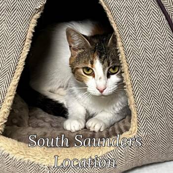 Malice -  Domestic Short Hair Cat for Adoption in Raleigh, North Carolina - Malice | PetCurious