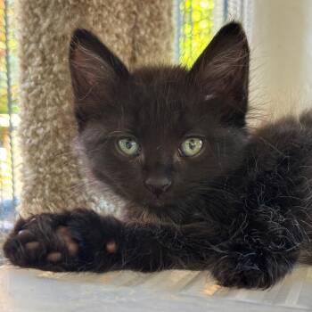 Ziggy (green) -  Domestic Short Hair Cat for Adoption in Tustin, California - Ziggy (green) | PetCurious