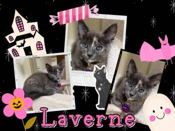 Laverne -  Dilute Tortoiseshell Cat for Adoption in Pasco, Washington - Laverne | PetCurious