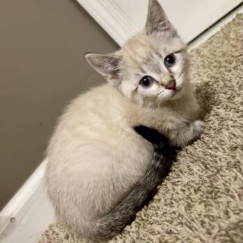 Do-si-Do -  Domestic Short Hair and Siamese Cat for Adoption in Evansville, Indiana - Do-si-Do | PetCurious