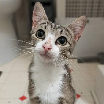 Saltine -  Domestic Short Hair Cat for Adoption in Baltimore, Maryland - Saltine | PetCurious