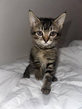 Cardi B -  Domestic Medium Hair and Tabby Cat for Adoption in Dallas, Texas - Cardi B | PetCurious