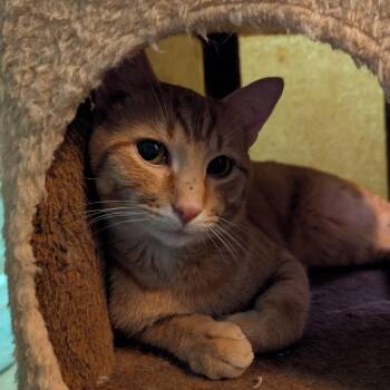 Felix -  Domestic Short Hair Cat for Adoption in Marion, Illinois - Felix | PetCurious