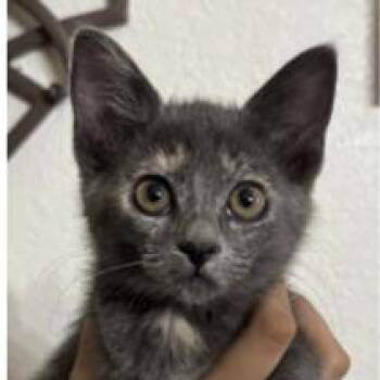 Halloween Sangria -  Domestic Short Hair Cat for Adoption in Redmond, Washington - Halloween Sangria | PetCurious