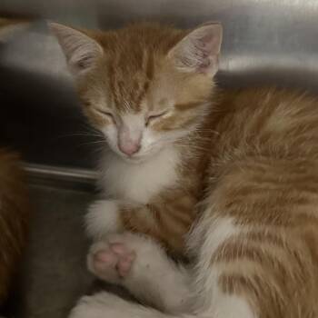 Neptune -  Domestic Short Hair Cat for Adoption in Corbin, Kentucky - Neptune | PetCurious