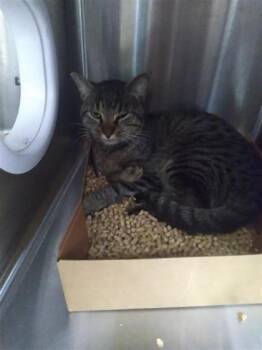 Rescue Domestic Short Hair Cats for Adoption in West Chester, Pennsylvania - Venio | PetCurious