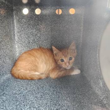 Shady -  Domestic Short Hair Cat for Adoption in Birmingham, Alabama - Shady | PetCurious