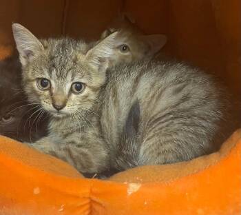 Bright Heart Raccoon -  Domestic Short Hair Cat for Adoption in Evansville, Indiana - Bright Heart Raccoon | PetCurious
