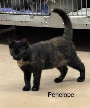 Penelope -  Domestic Short Hair Cat for Adoption in Ulster, Pennsylvania - Penelope | PetCurious