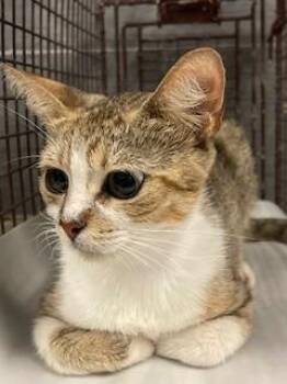 Rescue Domestic Short Hair Cats for Adoption in Miami, Florida - GRACE | PetCurious