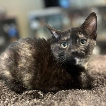 Megan -  Domestic Short Hair Cat for Adoption in Peachtree City, Georgia - Megan | PetCurious